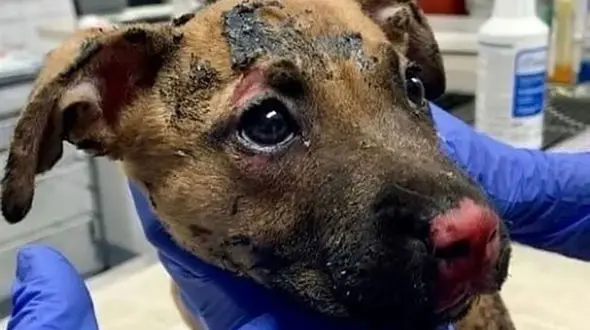 اقدام فجیع پسر جوان / او برای جذب فالوور سگ را زنده زنده سوزاند + عکس