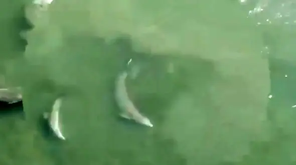 فیلم تکنیک عجیب دلفین ها برای شکار ماهی