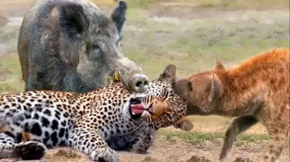 جدال کفتار و گراز و پلنگ + فیلم