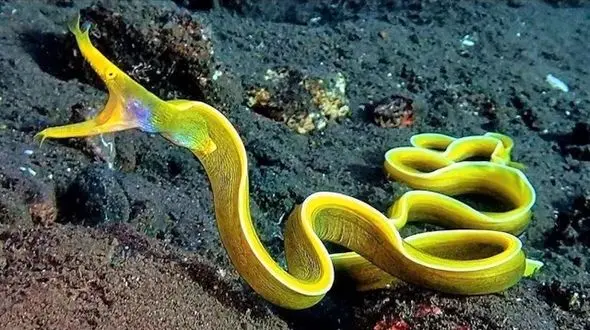 فیلم/ 10 موجود دریایی شگفت انگیزی که تا به حال ندیده اید 