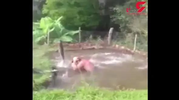 بازیگوشی دیدنی ماهی‌های غول پیکر در یک برکه کوچک + فیلم 