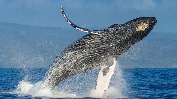 نهنگ آوازه خوان+عکس