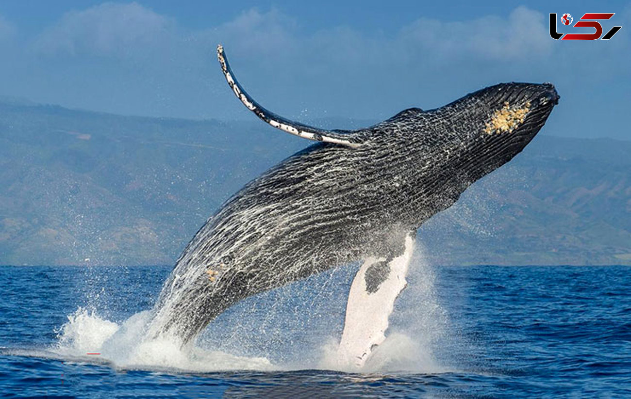 نهنگ آوازه خوان+عکس