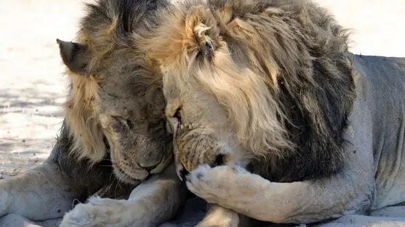 این 2 شیر به هم چه می گویند؟ + عکس