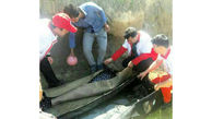 مرگ دردناک نوجوان آق قلایی در رودخانه خروشان+ عکس