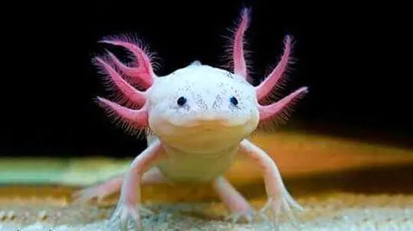 عجیب ترین موجود دریایی! + تصاویر باورنکردنی