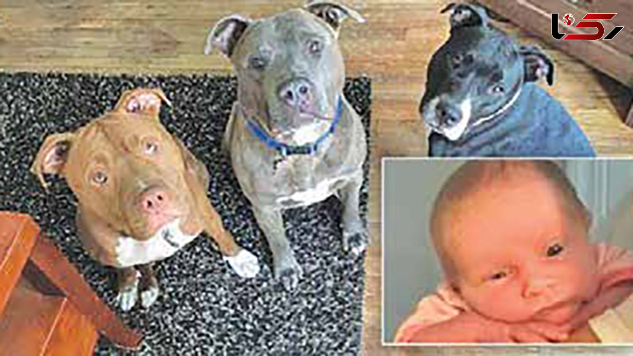  سگ های وحشی، دختر بچه را خوردند! + عکس