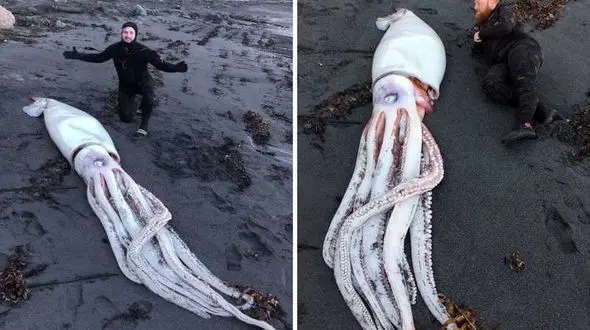 تصویر وحشتناک هیولای 20 متری کشف شده+عکس