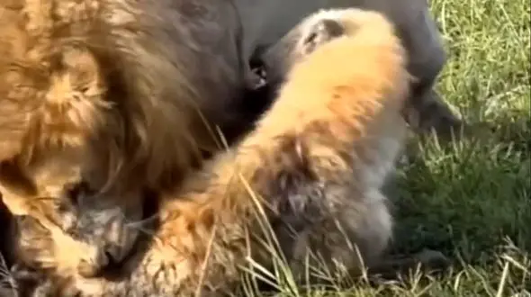 درگیری شدید در ساوانا؛ شیر بر کفتار غلبه کرد + فیلم