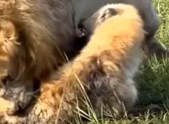 درگیری شدید در ساوانا؛ شیر بر کفتار غلبه کرد + فیلم