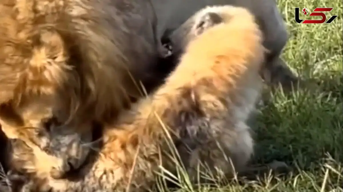 درگیری شدید در ساوانا؛ شیر بر کفتار غلبه کرد + فیلم