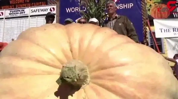 مسابقه کدو تنبل های یک تُنی+ فیلم