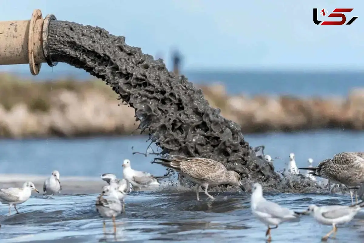 تالاب انزلی در حال خفه شدن؛ پساب‌ها نفس اکوسیستم شمال را گرفته‌اند