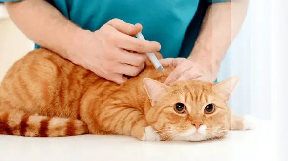 دامپزشکی برای مقابله با تب برفکی در سال جاری آماده است