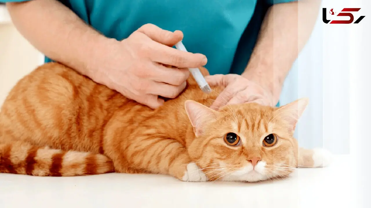 دامپزشکی برای مقابله با تب برفکی در سال جاری آماده است