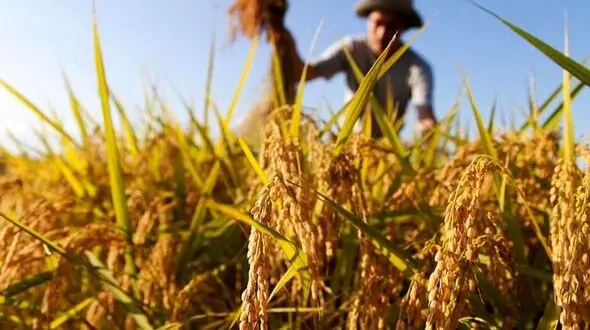 پرداخت 3 میلیون تومان یارانه کود به ازای هر هکتار به کشاورزان