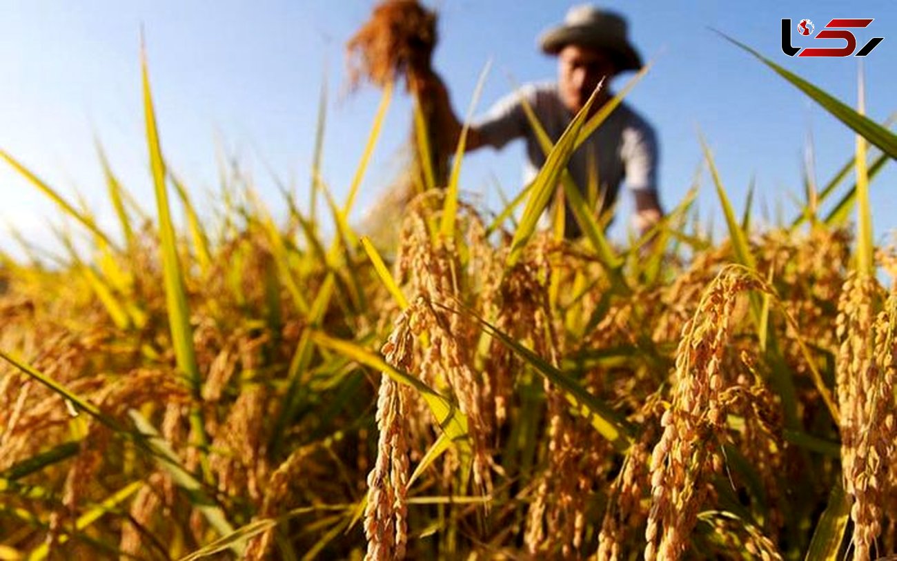 پرداخت 3 میلیون تومان یارانه کود به ازای هر هکتار به کشاورزان