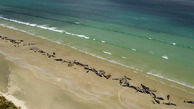 خودکشی دسته‌جمعی ۱۴۵ نهنگ در نیوزیلند+عکس تلخ