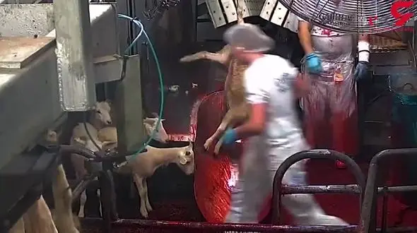 کشتار بی رحمانه گوسفند + فیلم