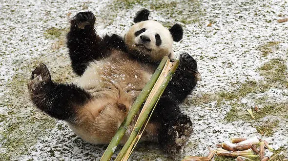 لحظه ذوق‌زدگی یک پاندا پس از بارش برف !+ تصاویر
