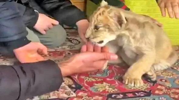 ارسال حیات وحش با پست و اسنپ / بچه شیر ۱۵۰ میلیون و یوزپلنگ ۲۰۰ میلیون تومان! 