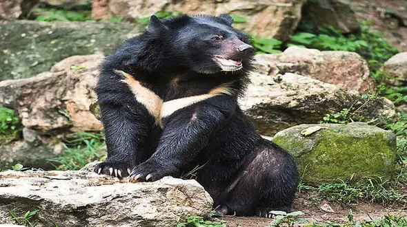 جدال خونین خرس سیاه با مرد هرمزگانی / محمد معجزه آسا زنده ماند + عکس و گفتگو