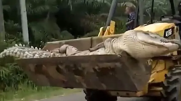 مرگ وحشتناک یک کروکدیل به خاطر خرافاتی بودن ساکنان روستا + فیلم و عکس / اندونزی