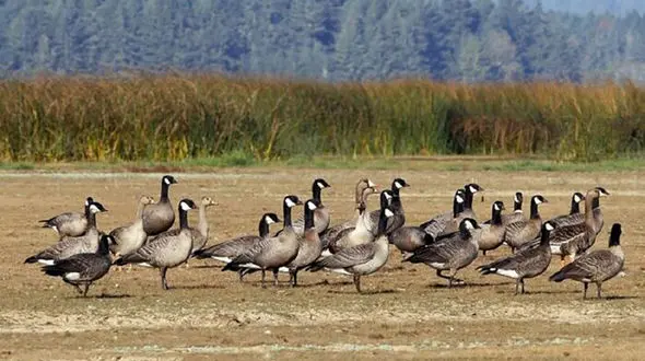 تالاب شیبلو دومین زیستگاه زمستان‌ی غاز پیشانی سفید در جهان
