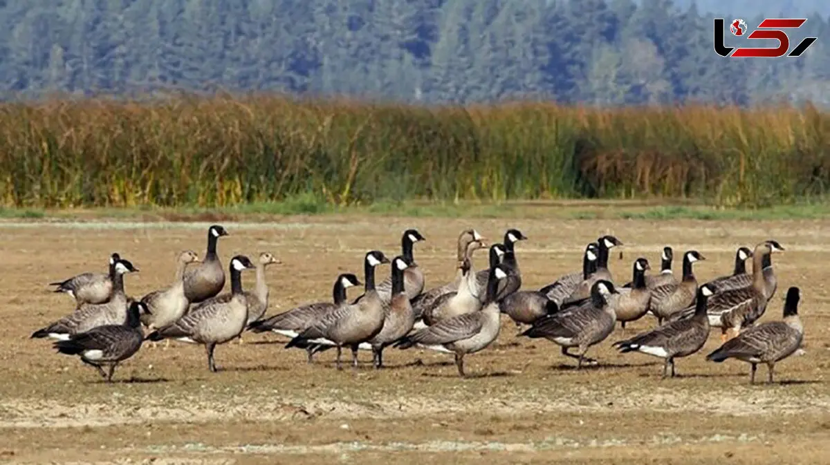 تالاب شیبلو دومین زیستگاه زمستان‌ی غاز پیشانی سفید در جهان
