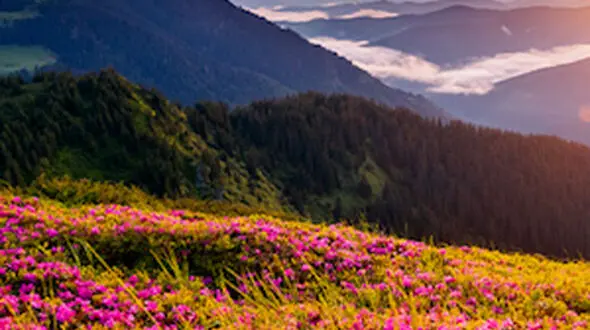 کمی زیبایی ببینیم...