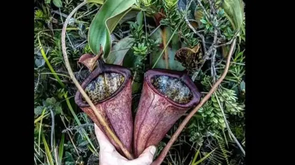 15 گیاه عجیب و بامزه جهان را ببینید + فیلم