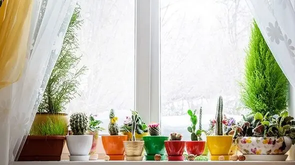 چگونه گل های شاداب در خانه پرورش دهیم؟
