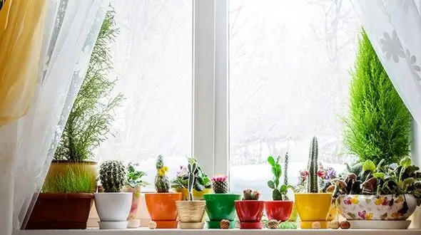 چگونه گل های شاداب در خانه پرورش دهیم؟