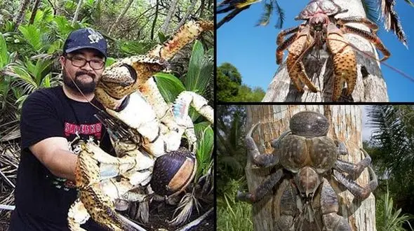 خرچنگ راهزن