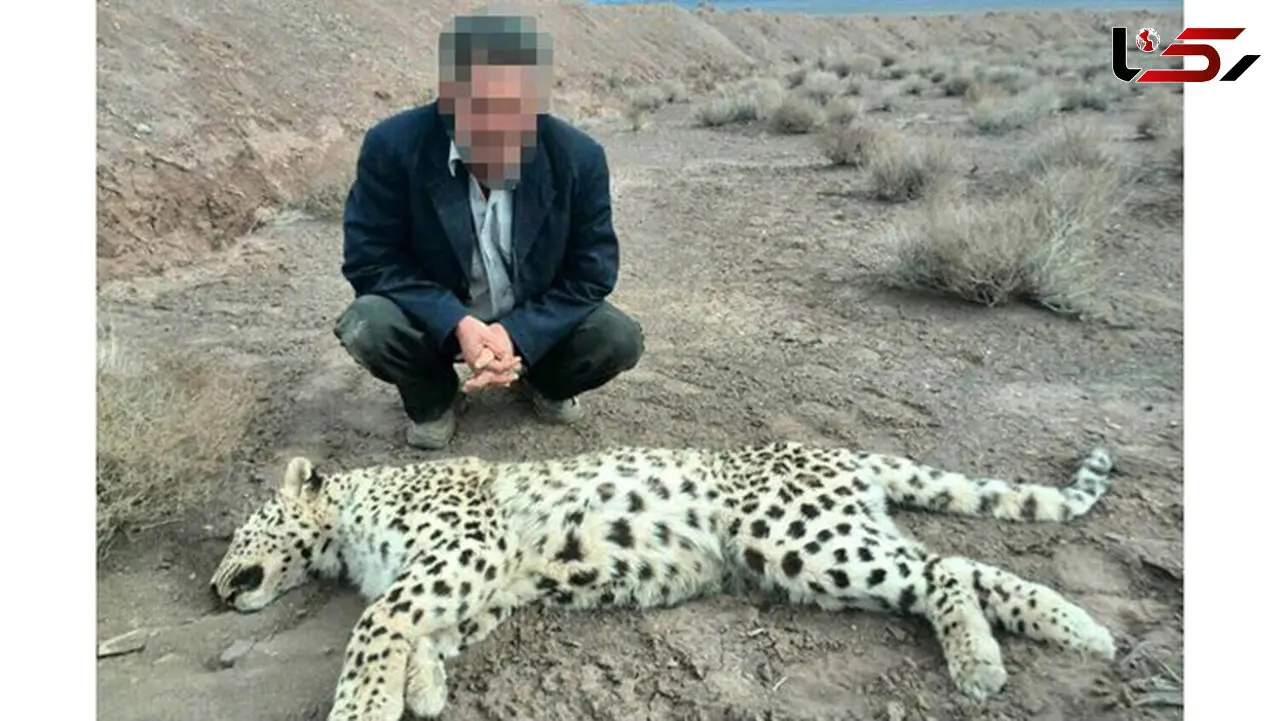 این دامدار سوادکوهی به ماده پلنگ آبستن و گرفتار در تله هم رحم نکرد! +عکس