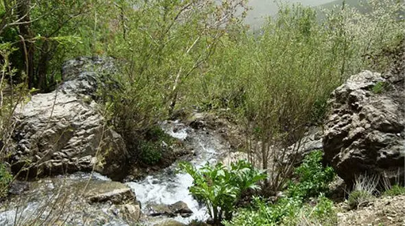 وحشت زن کارتن خواب از دو جسد زیر درخت خرمالو/در کن رخ داد