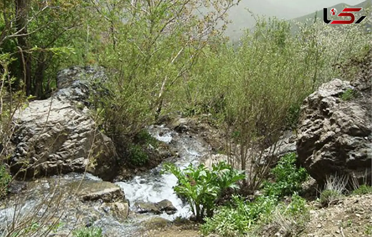 وحشت زن کارتن خواب از دو جسد زیر درخت خرمالو/در کن رخ داد