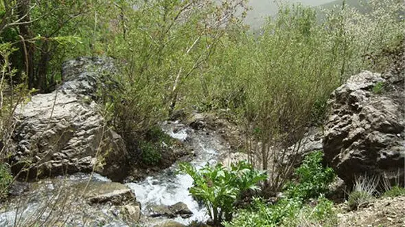 وحشت زن کارتن خواب از دو جسد زیر درخت خرمالو/در کن رخ داد