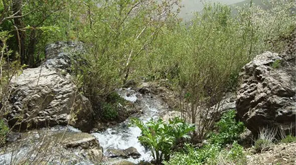 وحشت زن کارتن خواب از دو جسد زیر درخت خرمالو/در کن رخ داد