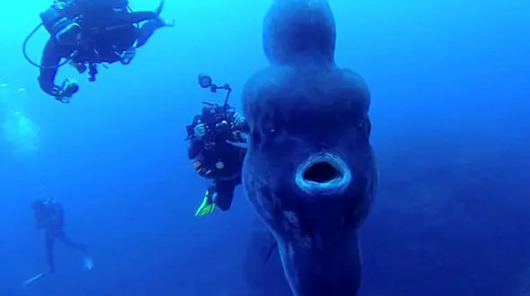 فیلمبرداری شگفت انگیز از بزرگترین "خورشید ماهی" + فیلم