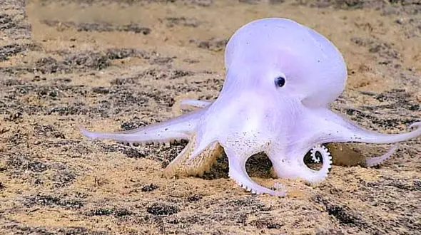 فیلم شگفت انگیز شبح اختاپوس در اعماق دریا