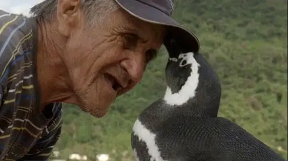 8000 کیلومتر سفر پنگوئن برای ملاقات با پیرمرد مهربان + فیلم