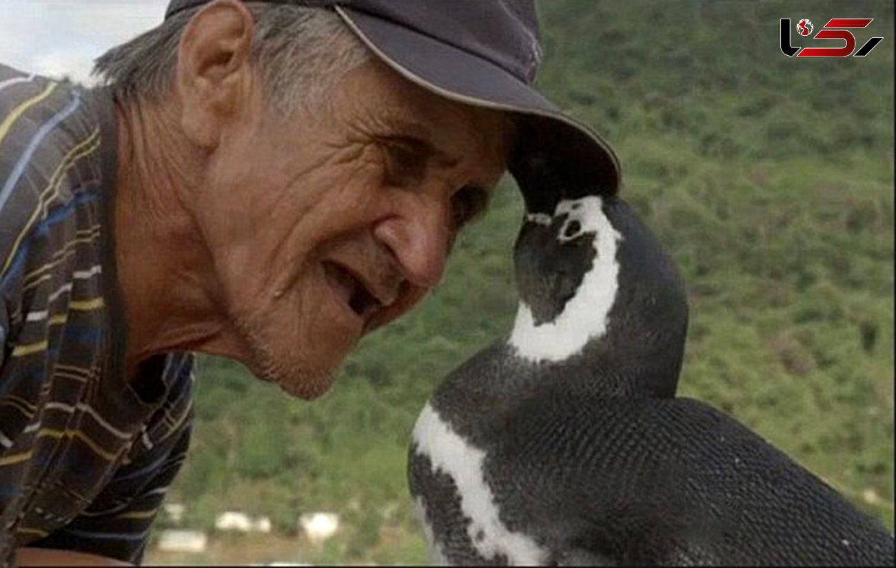 8000 کیلومتر سفر پنگوئن برای ملاقات با پیرمرد مهربان + فیلم