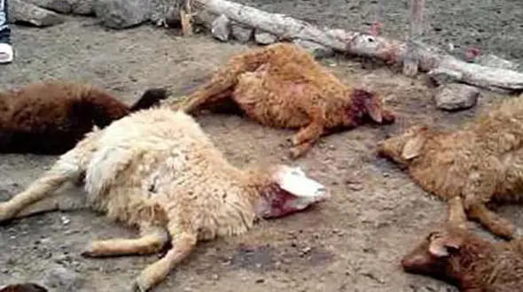 گرگها 33 راس گوسفند و بز را درطالقان دریدند