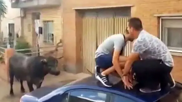 فیلم حمله وحشتناک گاو نر به دختر 7 ساله+عکس