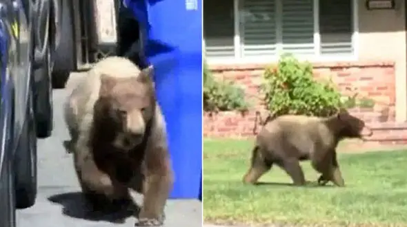 فرار خرس از باغ وحش برای دیدن دی‌کاپریو + فیلم