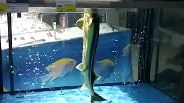 شگفت زدگی از فیلم رقص زیبای یک ماهی + فیلم باورنکردنی