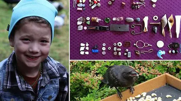 هدیه های کلاغ برای دختر 8 ساله