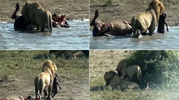 شیر گرسنه جنین بوفالو را  از شکمش خارج کرد و خورد+فیلم و عکس