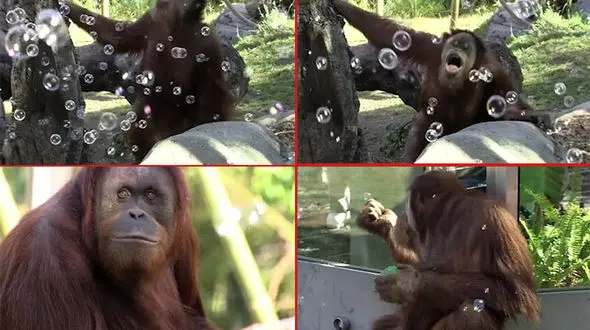 فیلم بازی اورانگوتان ها با حباب